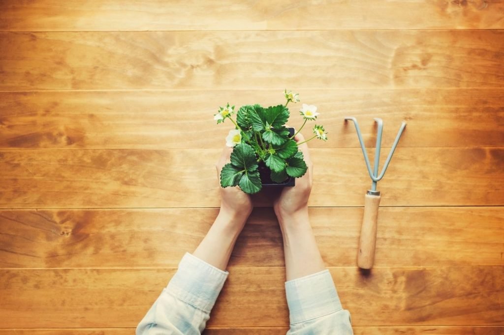 The Ultimate Guide to Keeping Houseplants Alive for Absolute Beginners