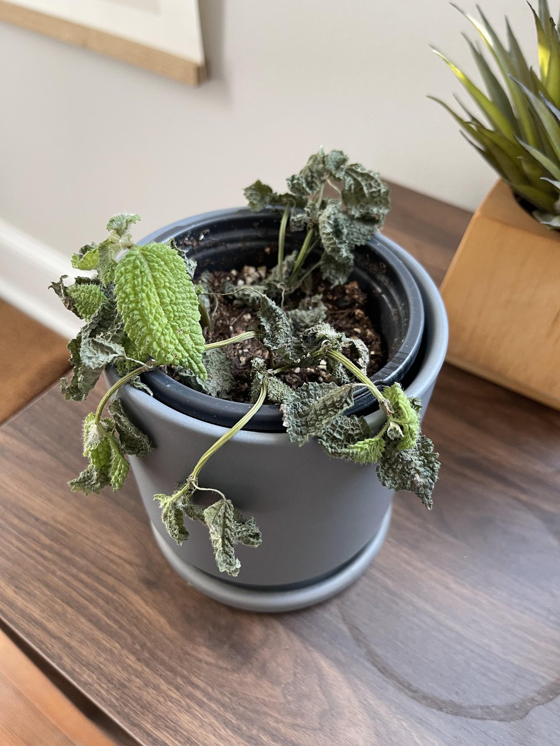 The Ultimate Guide to Keeping Houseplants Alive for Absolute Beginners