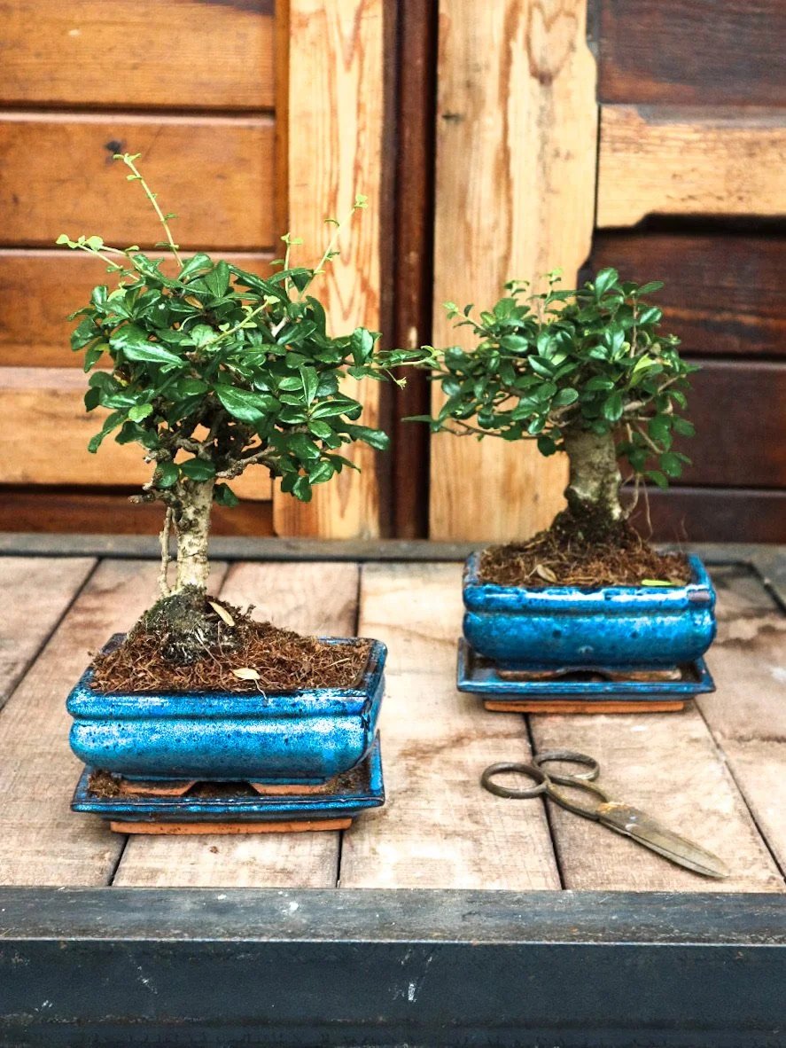 The Ultimate Guide to Keeping Houseplants Alive for Absolute Beginners