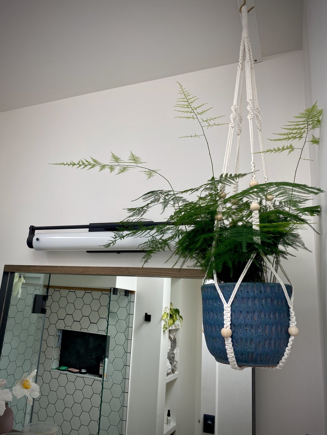 The Ultimate Guide to Keeping Houseplants Alive for Absolute Beginners