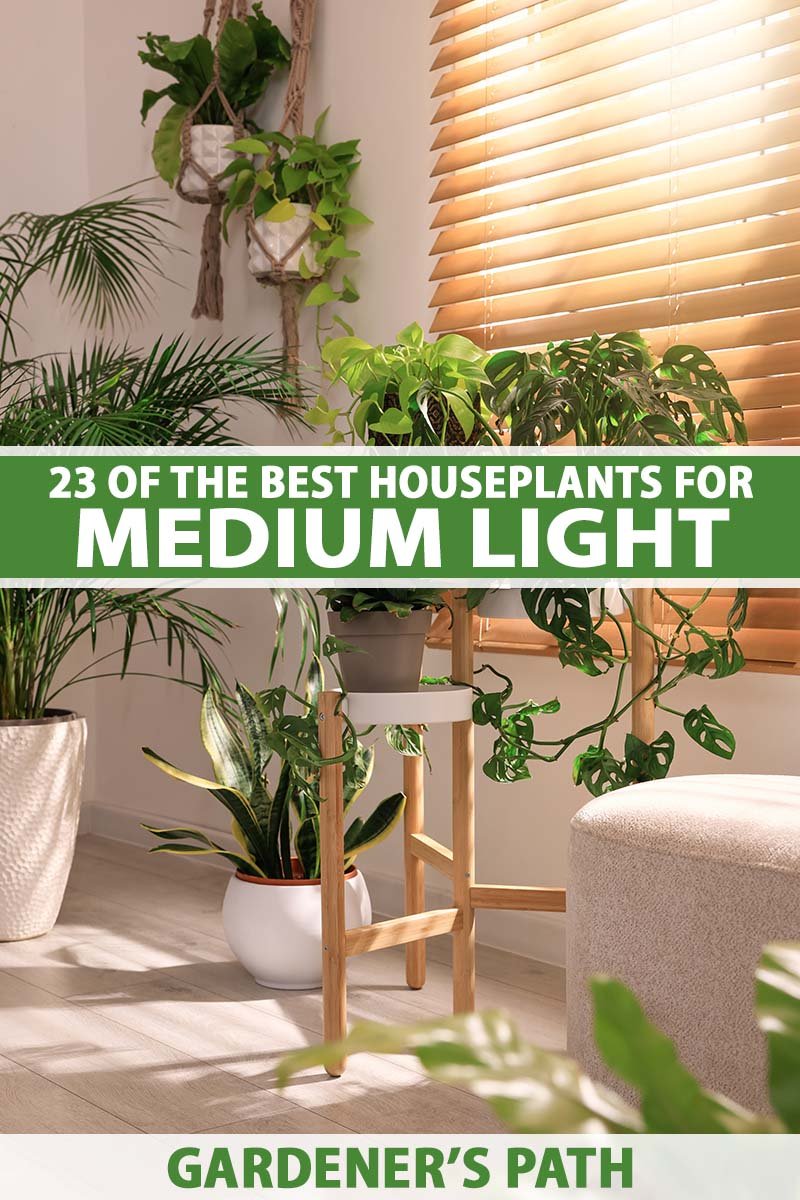 7 Best Houseplants for Low Light Apartments That Are Impossible to Kill