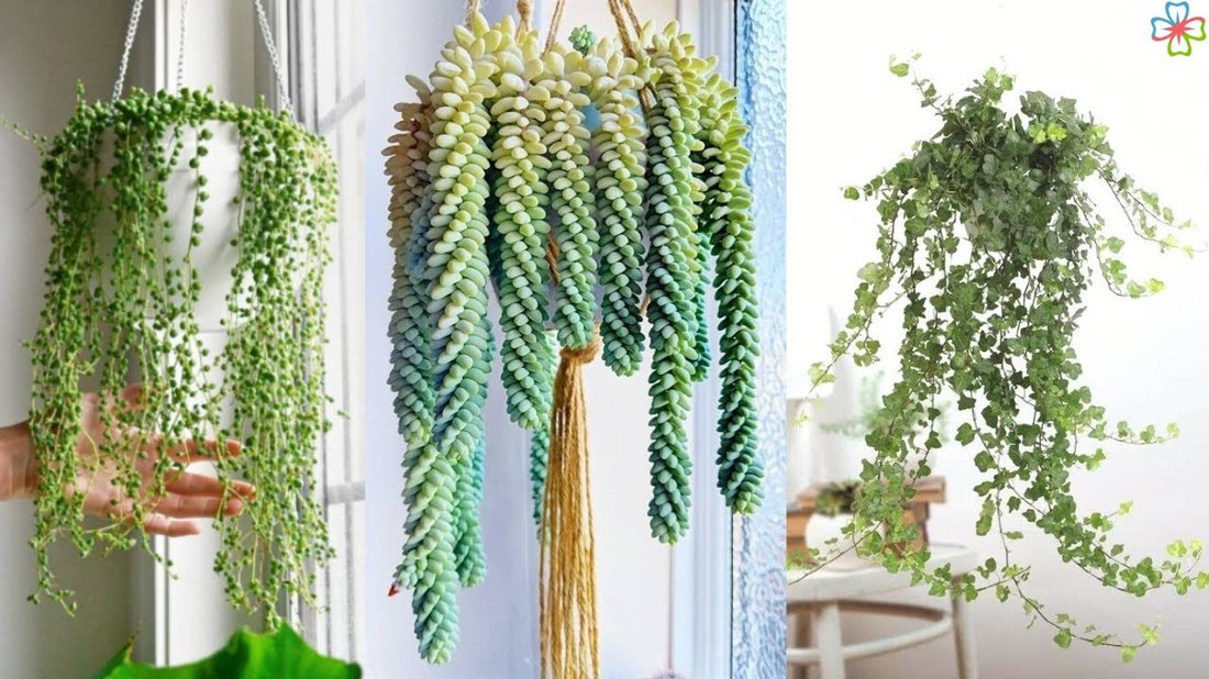 7 Best Houseplants for Low Light Apartments That Are Impossible to Kill