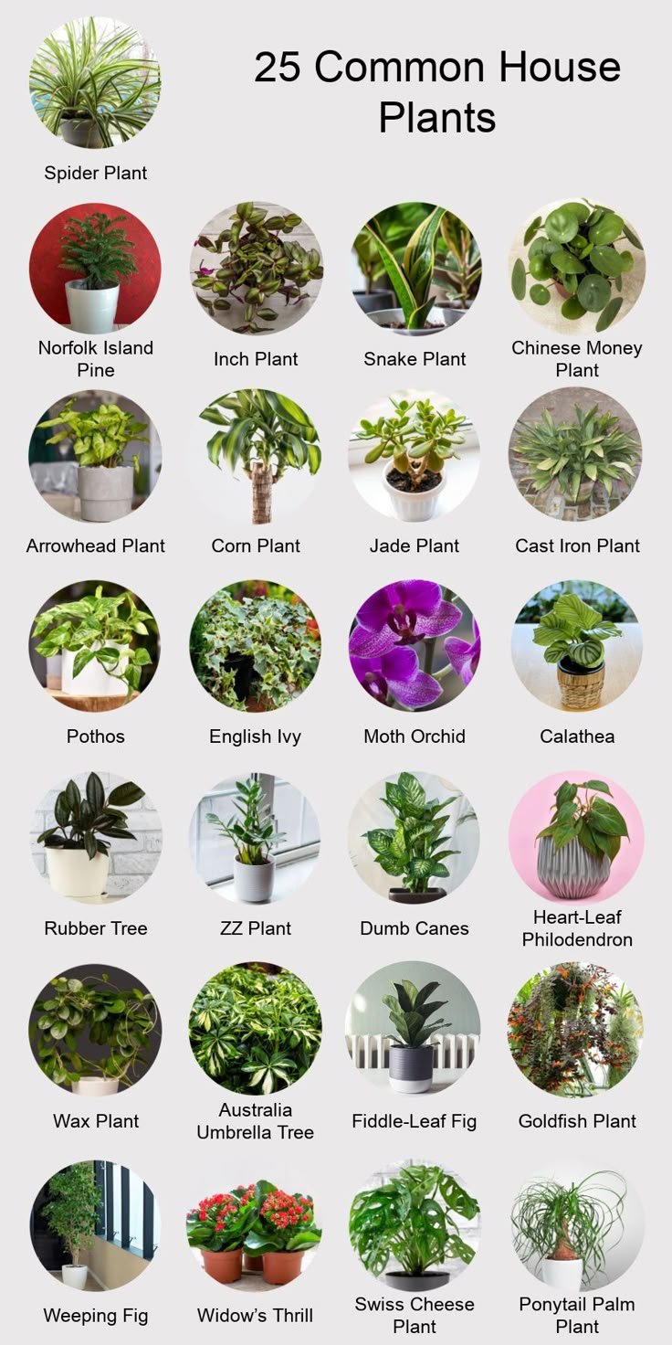 7 Best Houseplants for Low Light Apartments That Are Impossible to Kill
