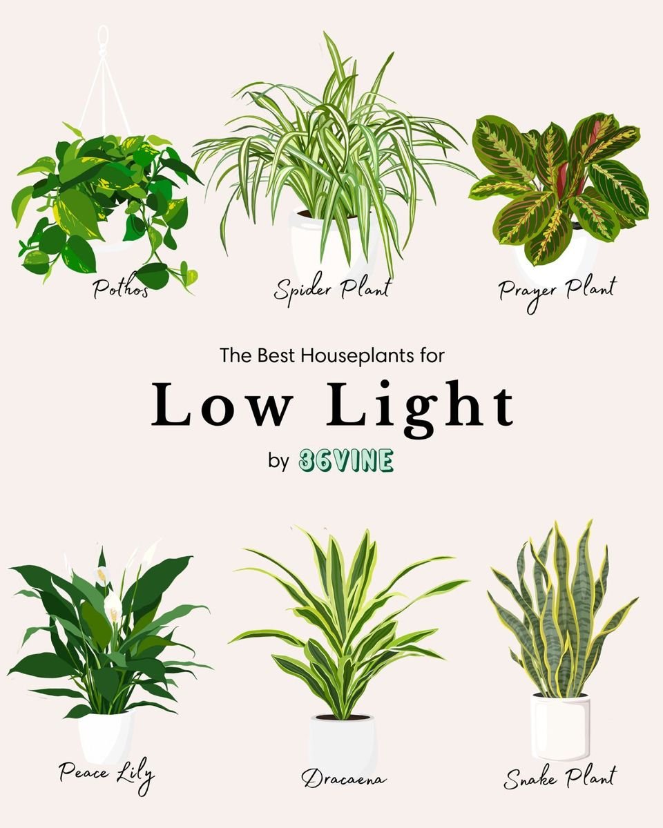 7 Best Houseplants for Low Light Apartments That Are Impossible to Kill