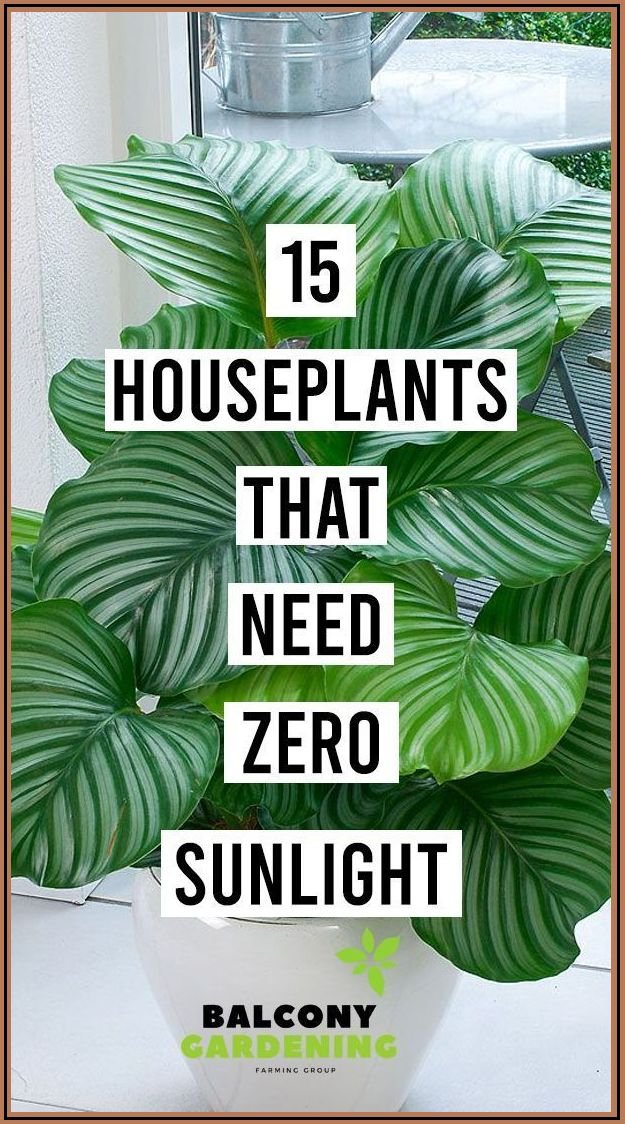 7 Best Houseplants for Low Light Apartments That Are Impossible to Kill