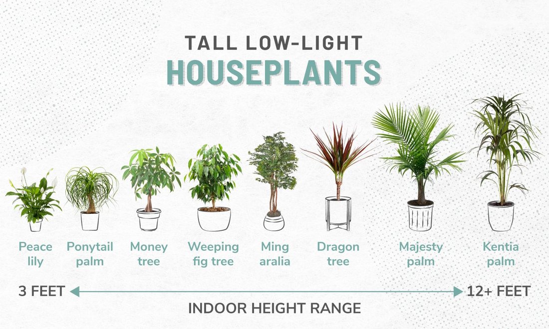7 Best Houseplants for Low Light Apartments That Are Impossible to Kill