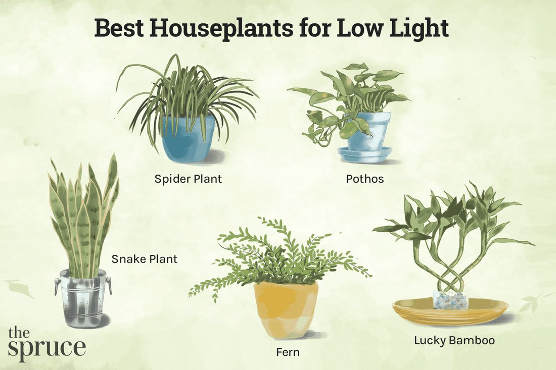 7 Best Houseplants for Low Light Apartments That Are Impossible to Kill