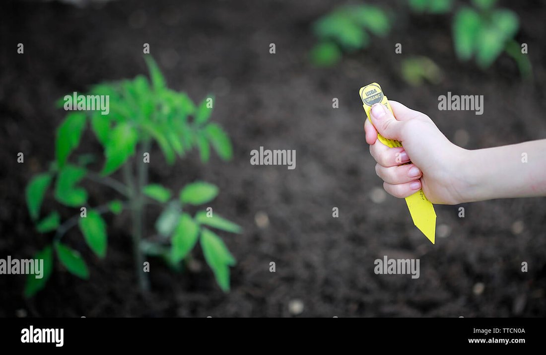 The Secret to Growing Organic Tomatoes in Small Balcony Pots