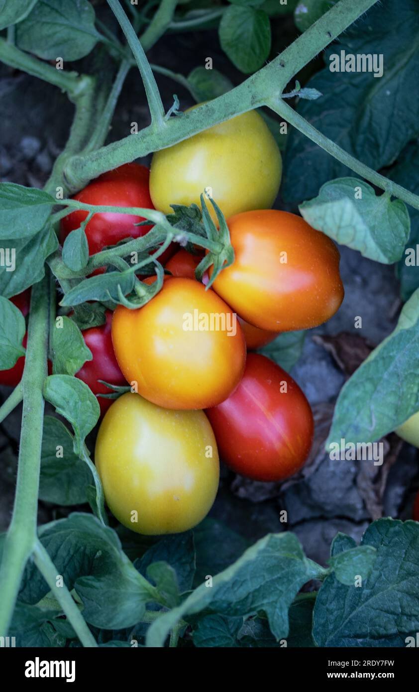 The Secret to Growing Organic Tomatoes in Small Balcony Pots