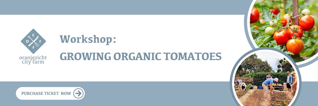 The Secret to Growing Organic Tomatoes in Small Balcony Pots