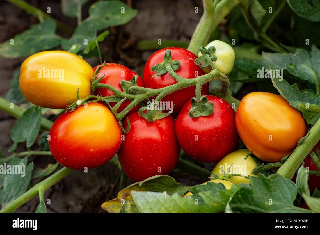 The Secret to Growing Organic Tomatoes in Small Balcony Pots