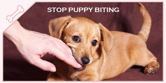 How to Train Your Puppy to Stop Biting and Barking in Less Than 2 Weeks