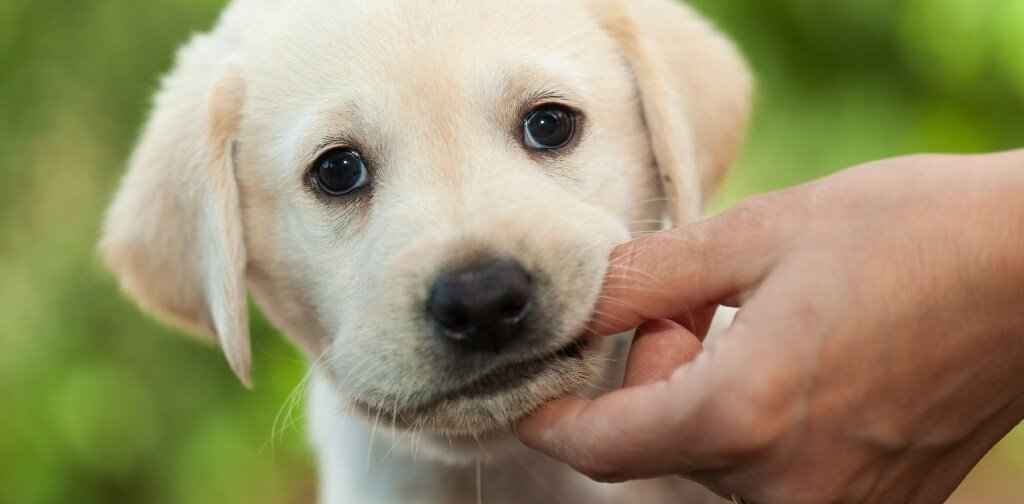 How to Train Your Puppy to Stop Biting and Barking in Less Than 2 Weeks