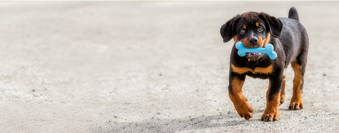 How to Train Your Puppy to Stop Biting and Barking in Less Than 2 Weeks
