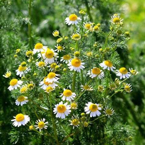 Amazing Benefits of Chamomile Tea for Mental Health and Nerve Growth