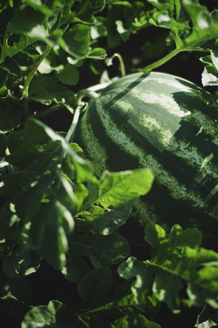 The Sustainable Home: Simple Swaps for a Greener Lifestyle