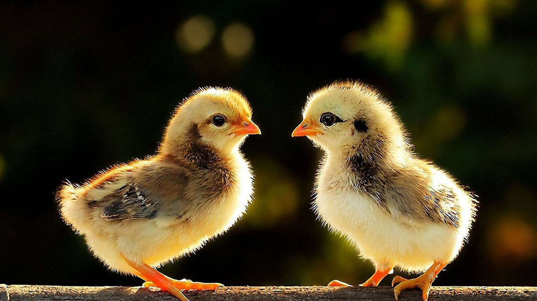How to Completely Remove the Raw Smell of Chicken Before Cooking