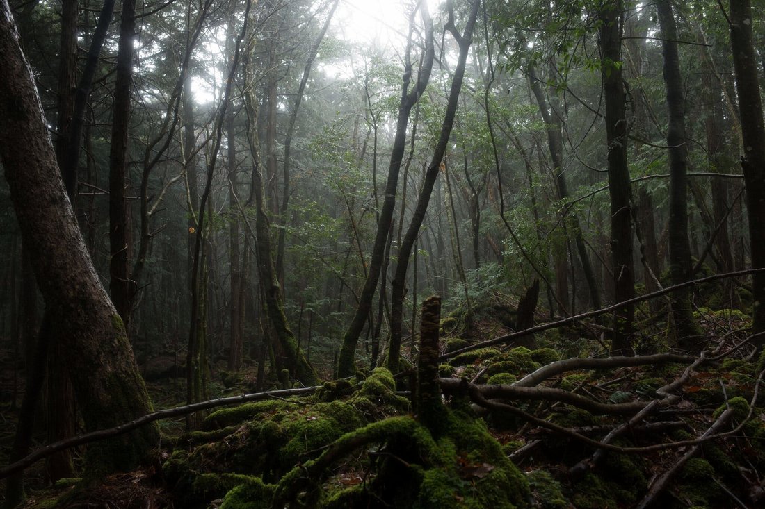 The Suicide Forest in Japan: True Scary Stories from Aokigahara