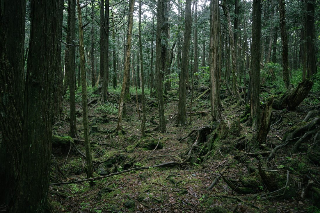 The Suicide Forest in Japan: True Scary Stories from Aokigahara