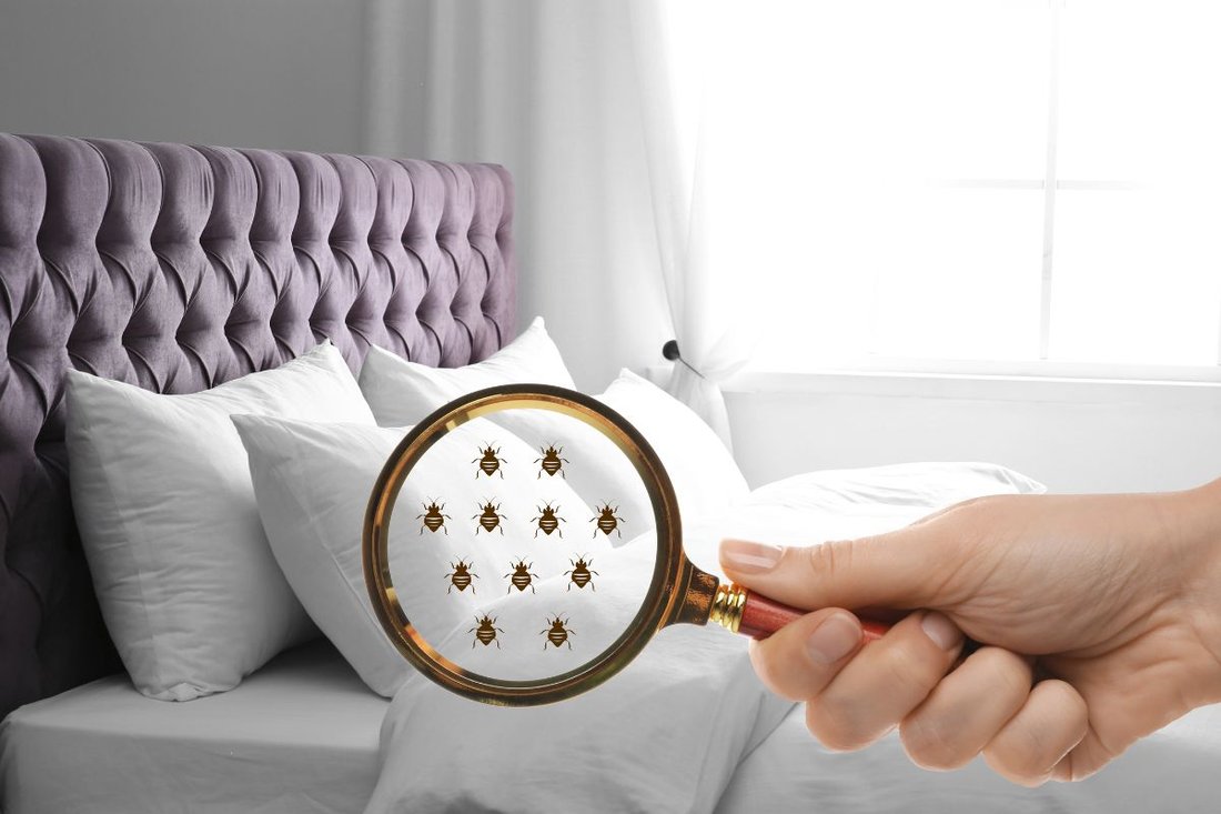 Pest Control Secrets: How to Keep Bugs Out of Your Home Naturally