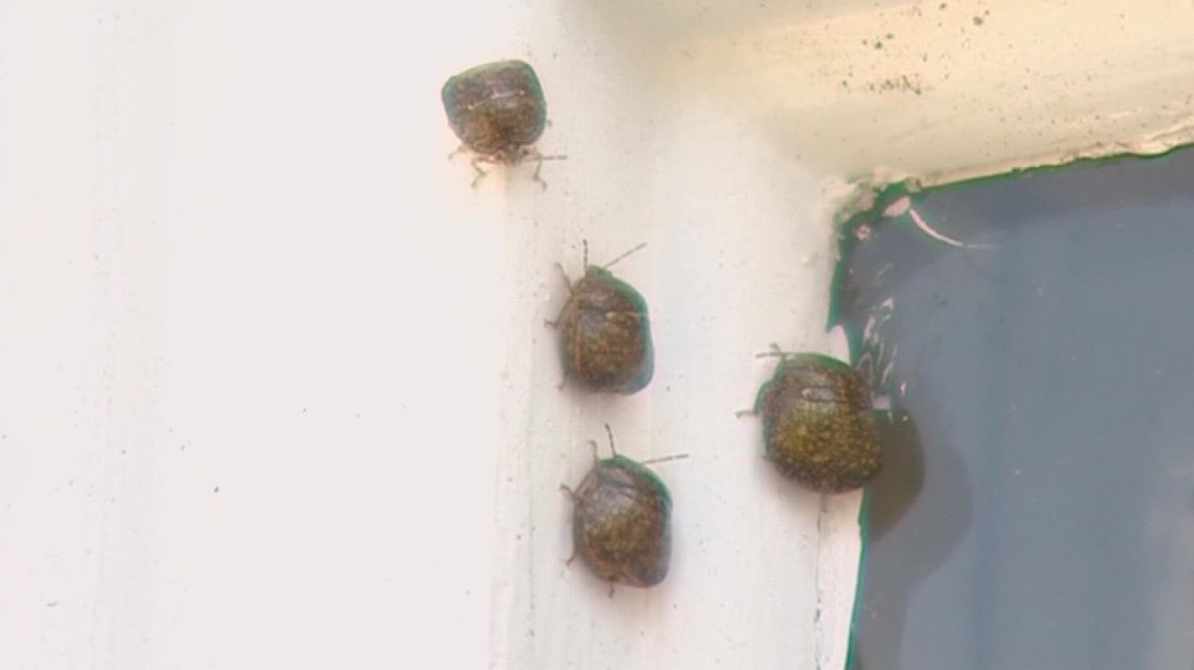 Pest Control Secrets: How to Keep Bugs Out of Your Home Naturally