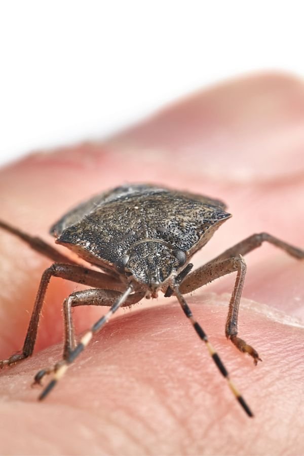 Pest Control Secrets: How to Keep Bugs Out of Your Home Naturally
