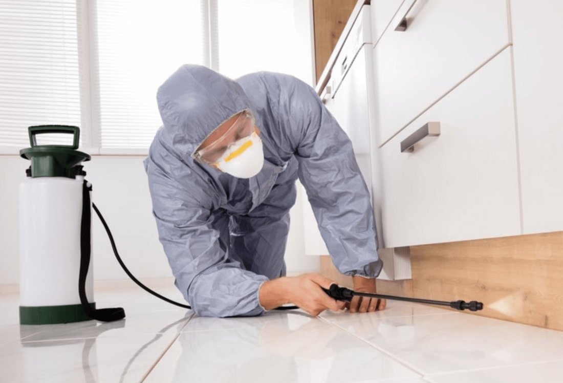 The Complete Guide to Natural Pest Control in Your Garden
