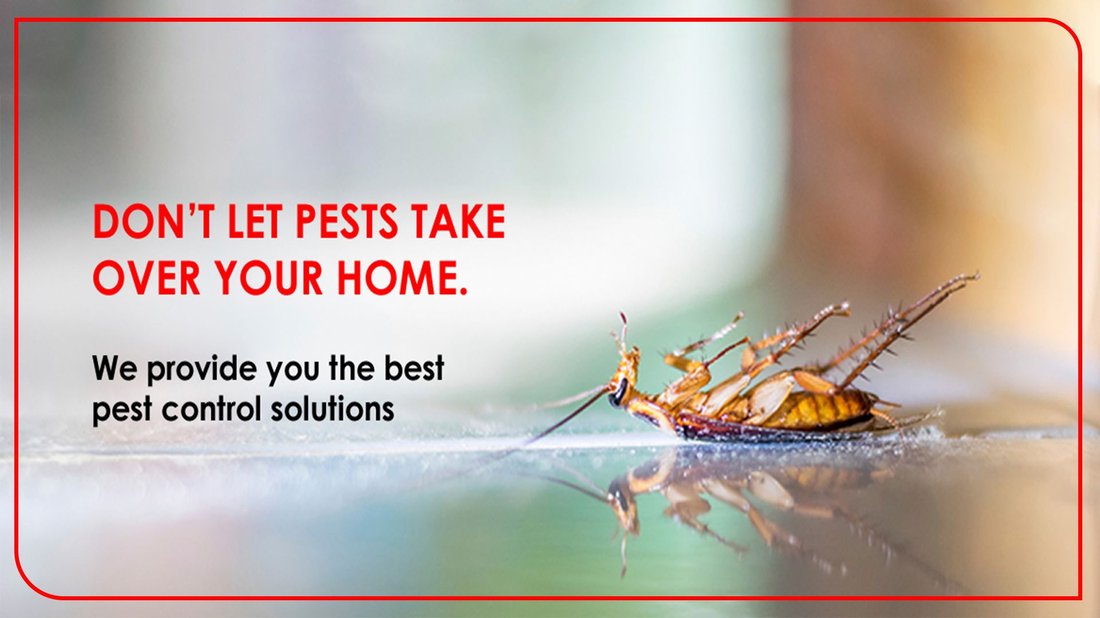 The Complete Guide to Natural Pest Control in Your Garden