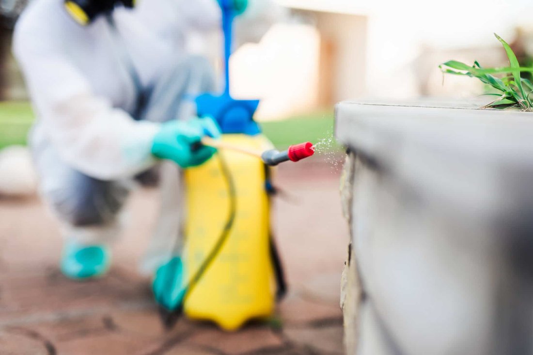The Complete Guide to Natural Pest Control in Your Garden