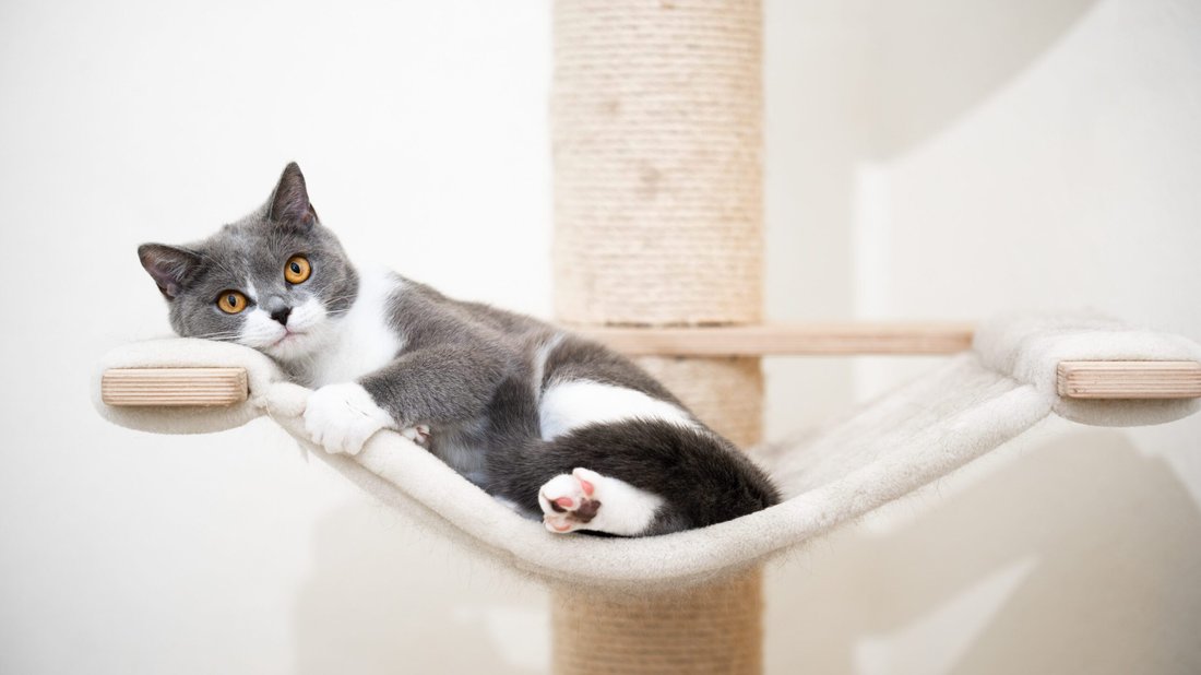 The Ultimate Guide to Pet-Proofing Your Home