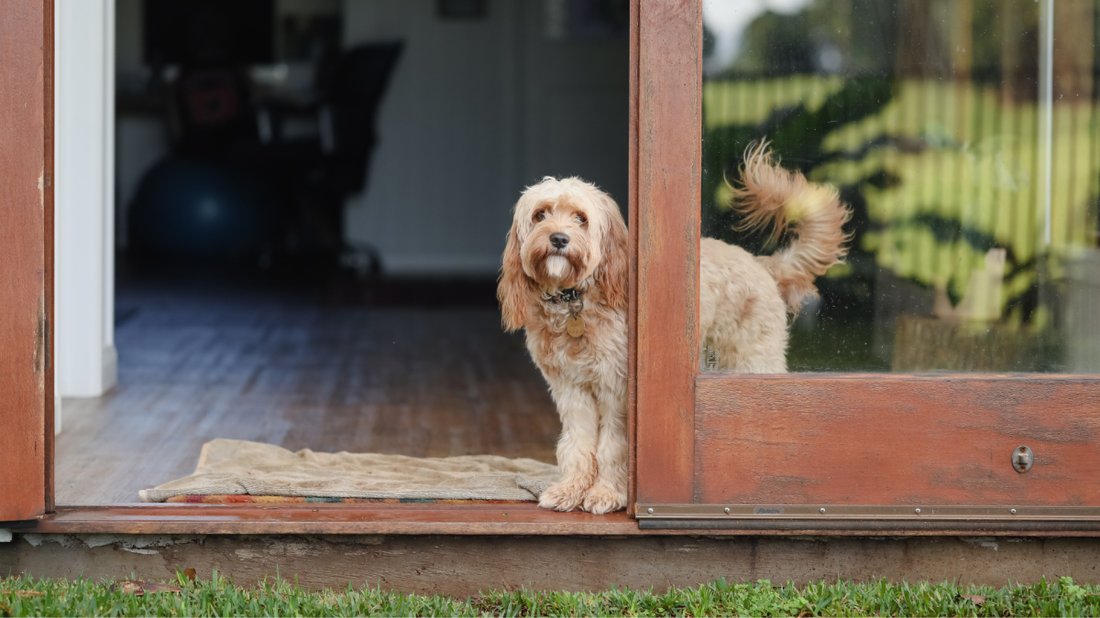 The Ultimate Guide to Pet-Proofing Your Home
