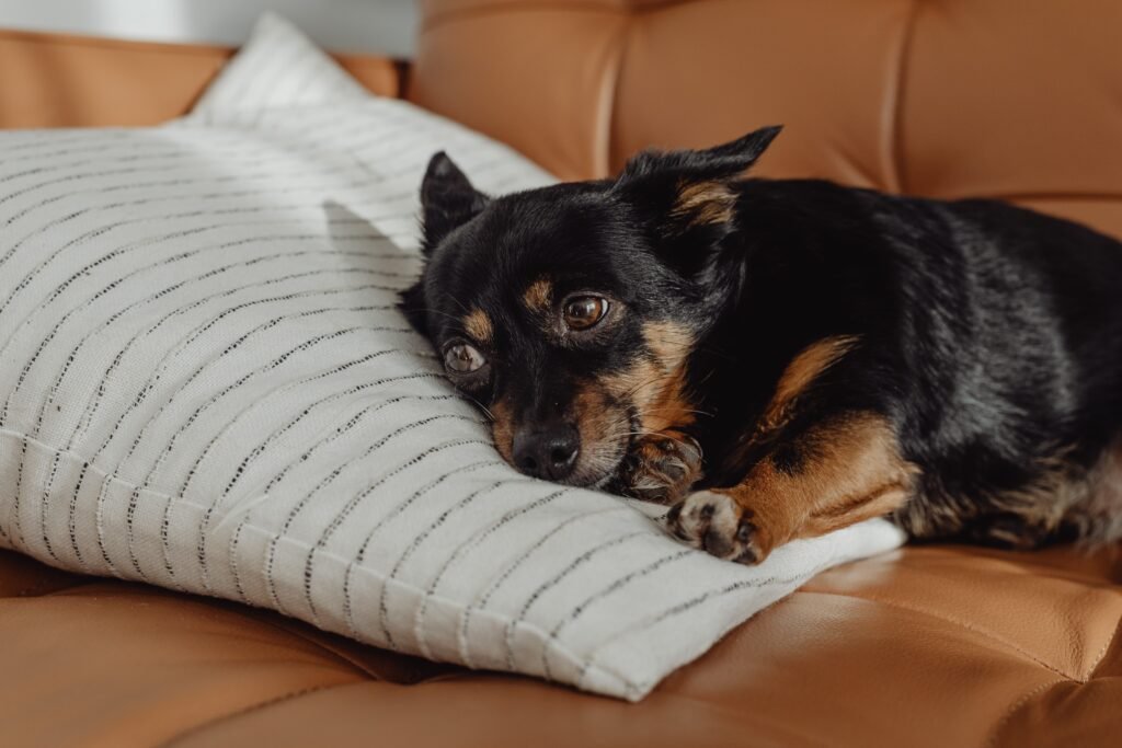 The Ultimate Guide to Pet-Proofing Your Home
