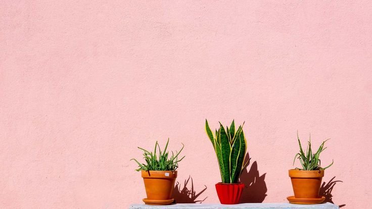 The Psychology of Color in Marketing: How to Choose a Brand Palette
