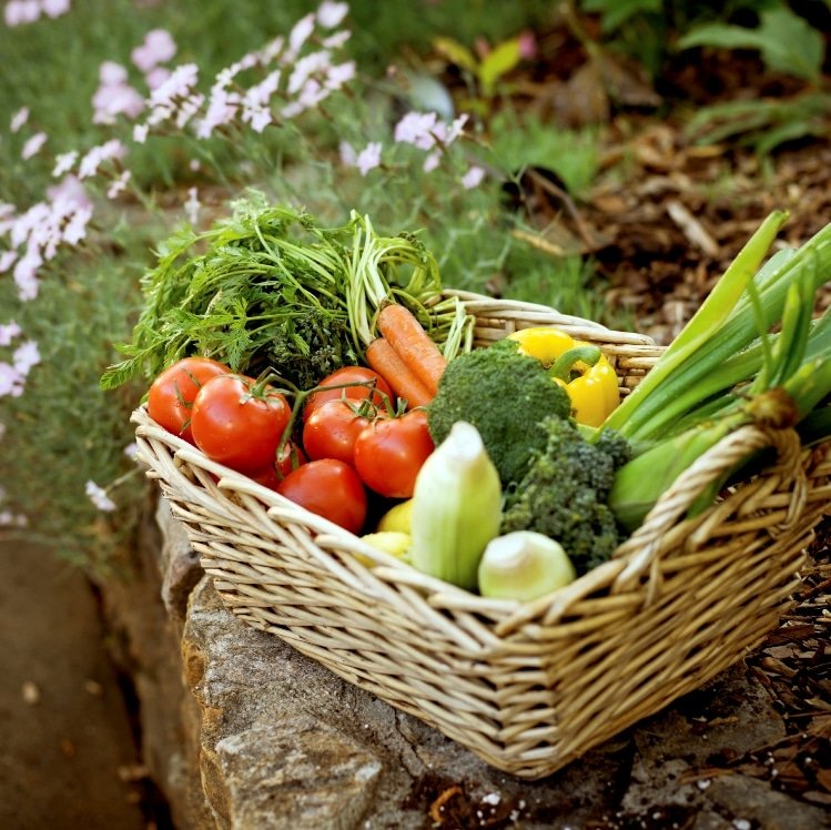 How to Grow Your Own Organic Vegetables on a Balcony: A Complete Beginner's Guide