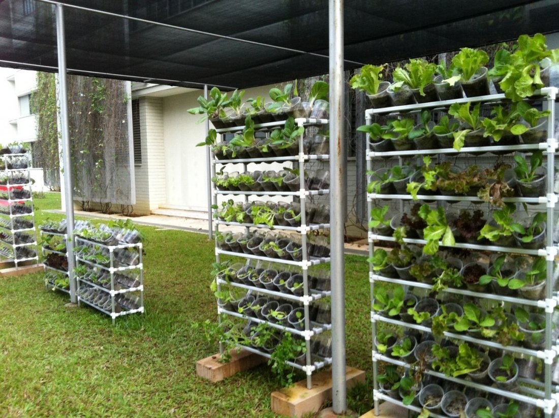 How to Grow Your Own Organic Vegetables on a Balcony: A Complete Beginner's Guide