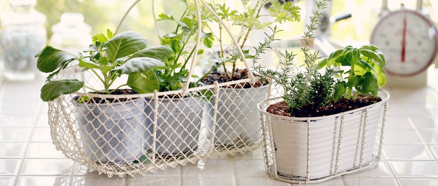 How to Grow Your Own Organic Vegetables on a Balcony: A Complete Beginner's Guide