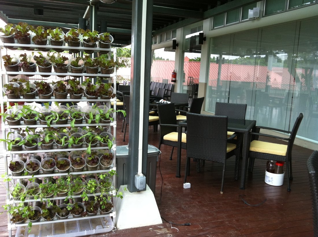 How to Grow Your Own Organic Vegetables on a Balcony: A Complete Beginner's Guide