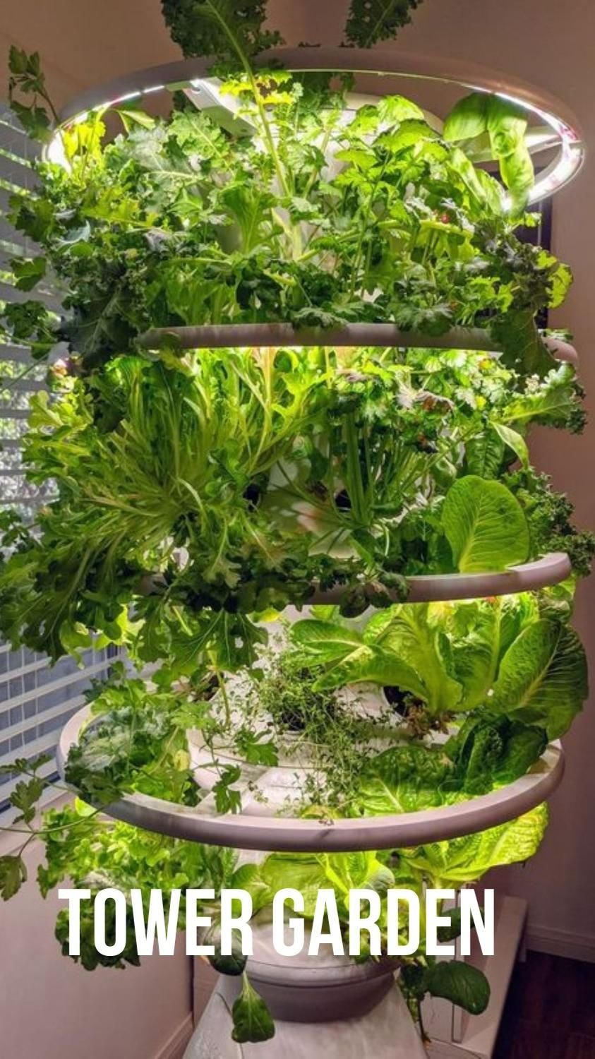 How to Grow Your Own Organic Vegetables on a Balcony: A Complete Beginner's Guide
