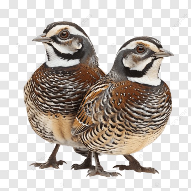 A Beginner's Guide to Bird Watching in Your Own Backyard