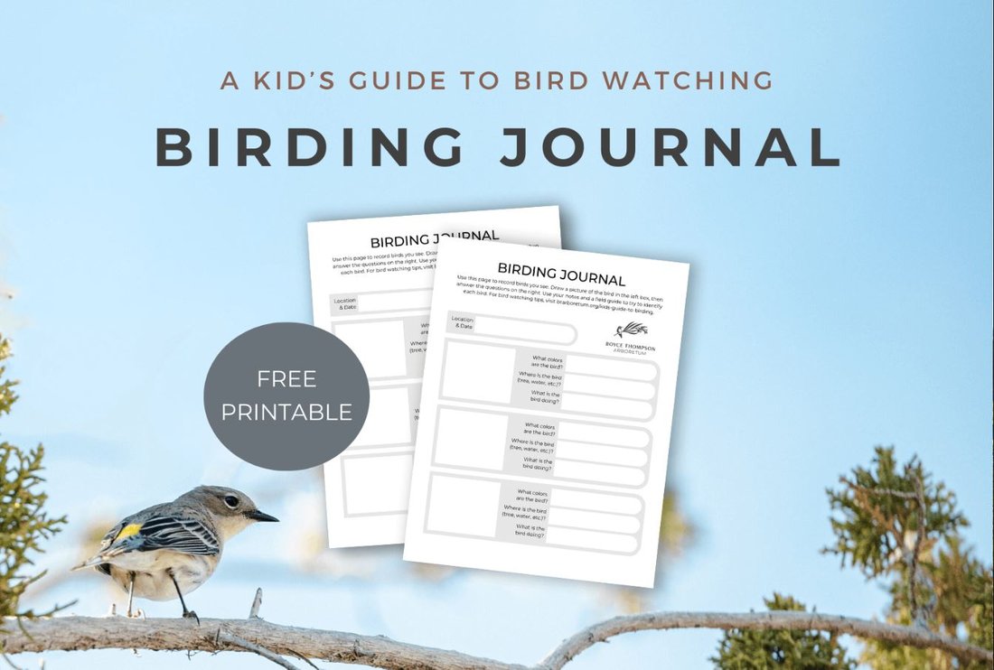 A Beginner's Guide to Bird Watching in Your Own Backyard