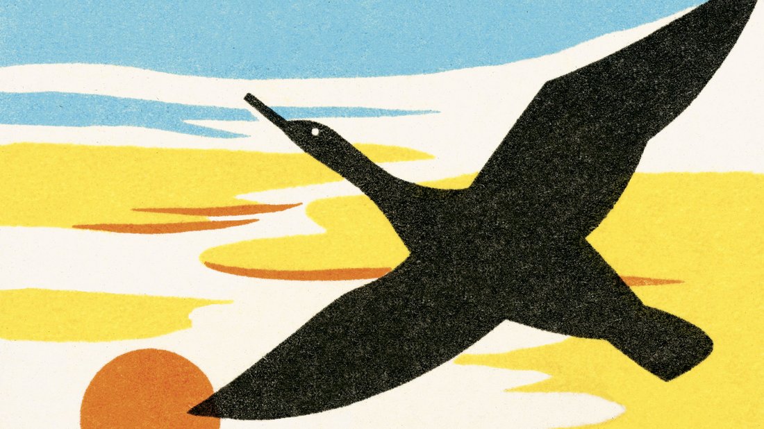 A Beginner's Guide to Bird Watching in Your Own Backyard