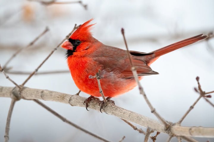 A Beginner's Guide to Bird Watching in Your Own Backyard