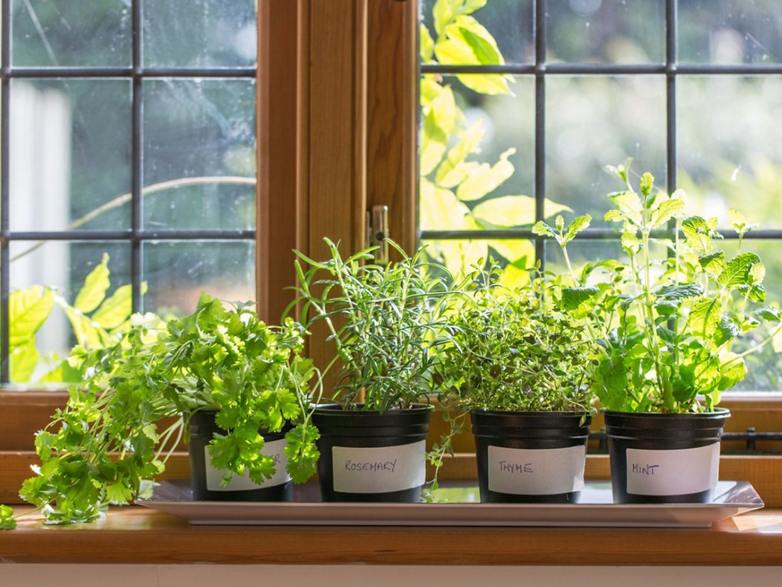 The Ultimate Guide to Growing Herbs Indoors Year-Round