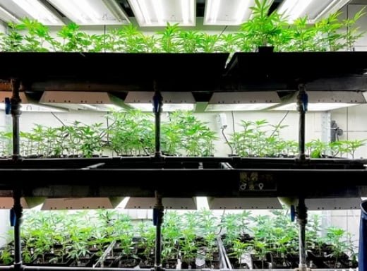 The Ultimate Guide to Growing Herbs Indoors Year-Round