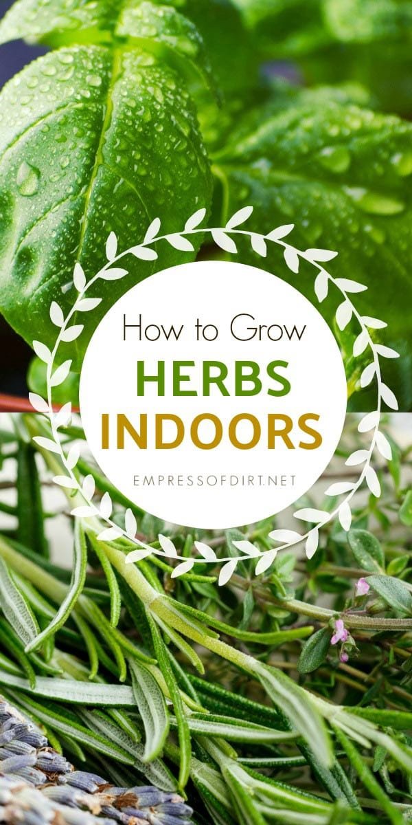 The Ultimate Guide to Growing Herbs Indoors Year-Round