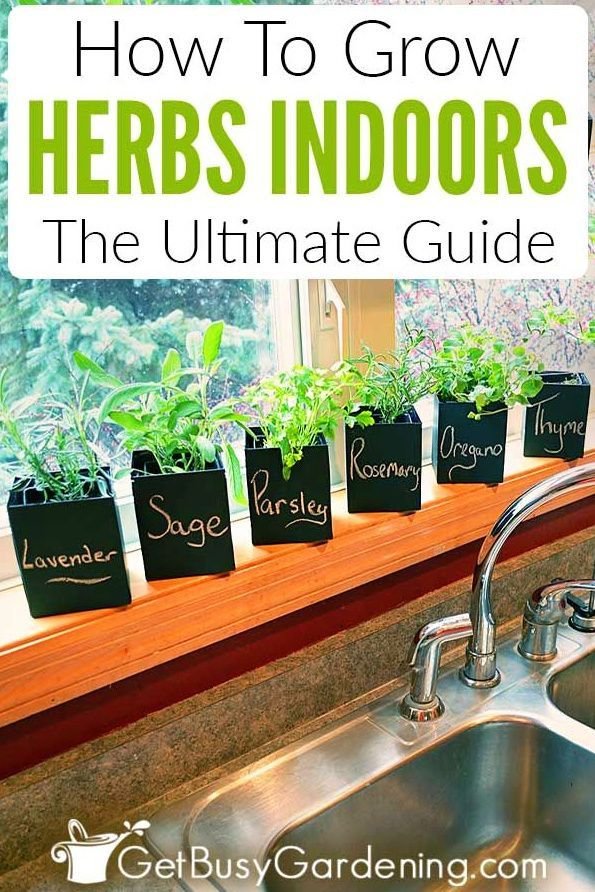 The Ultimate Guide to Growing Herbs Indoors Year-Round