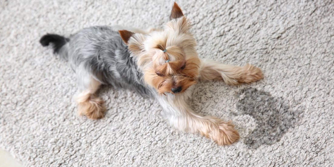 The Ultimate Guide to Removing Stubborn Stains from Persian Carpets