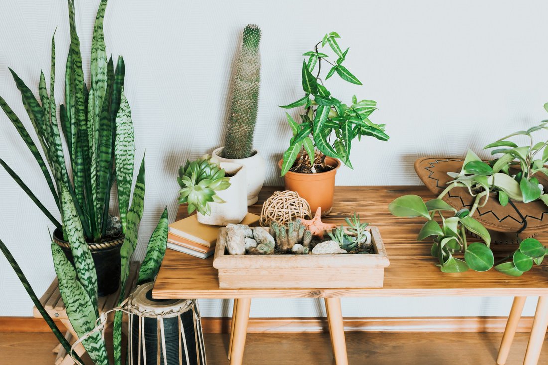 The Best Houseplants for Apartment Living in Tehran's Climate