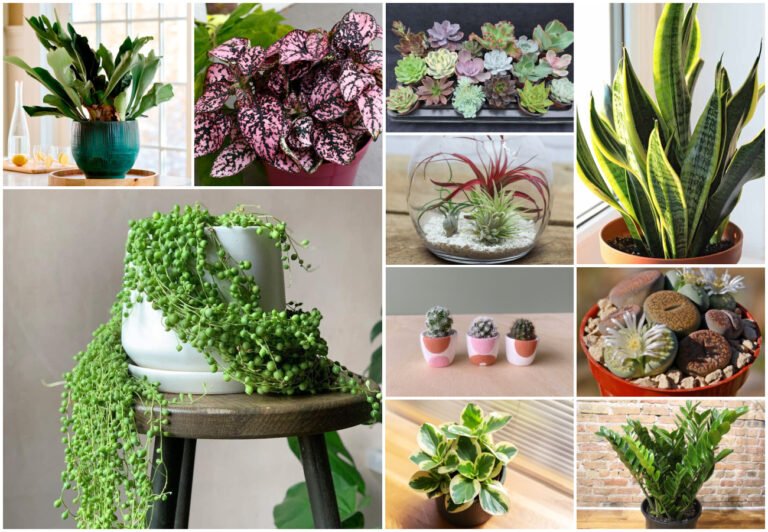 The Best Houseplants for Apartment Living in Tehran's Climate