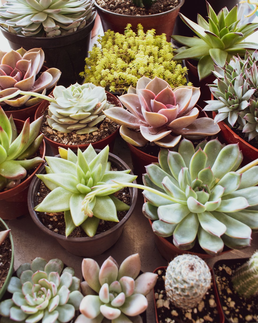 The Best Houseplants for Apartment Living in Tehran's Climate